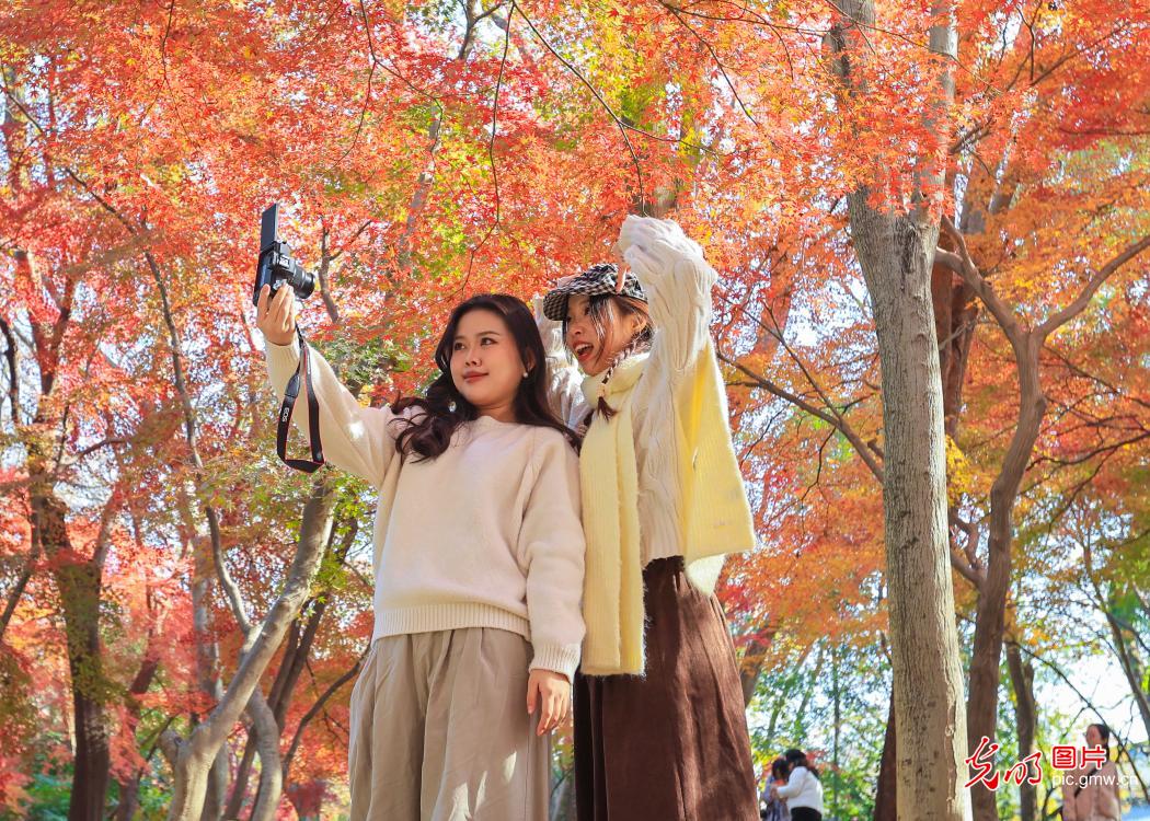 Early-winter colors charm visitors at Nanjing Zhongshan Botanical Garden