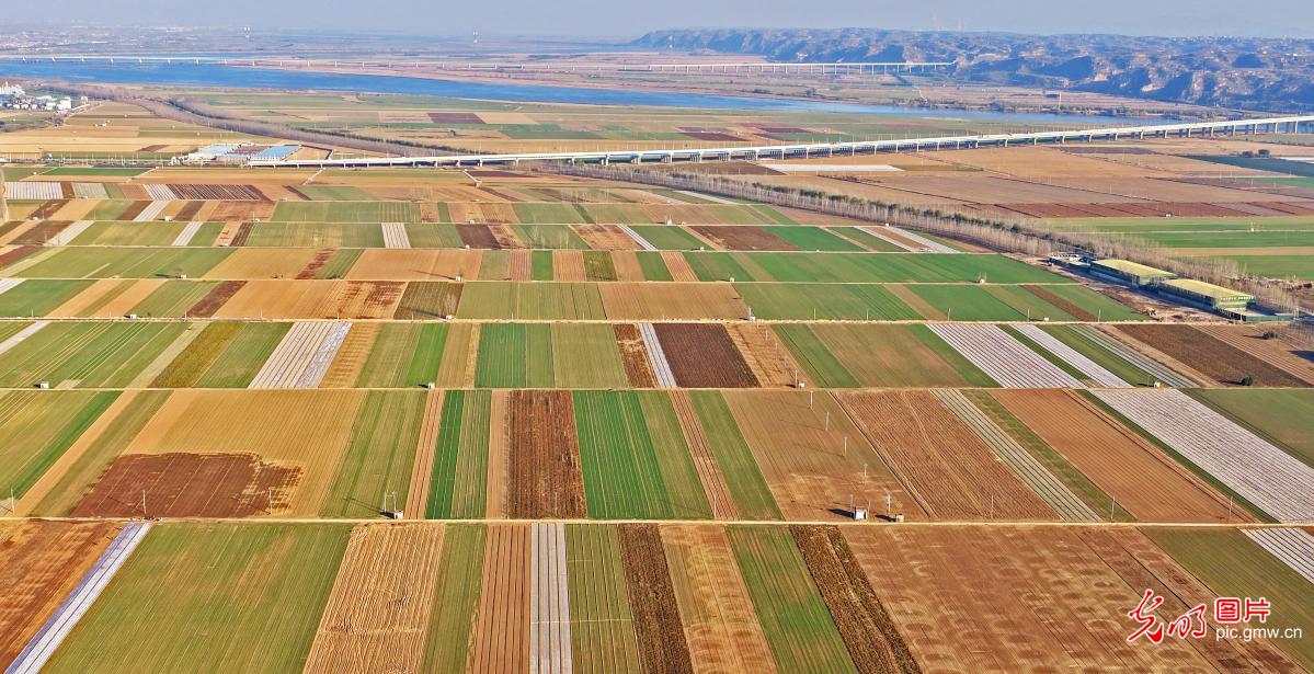 Winter beauty unfolds over high-standard farmland