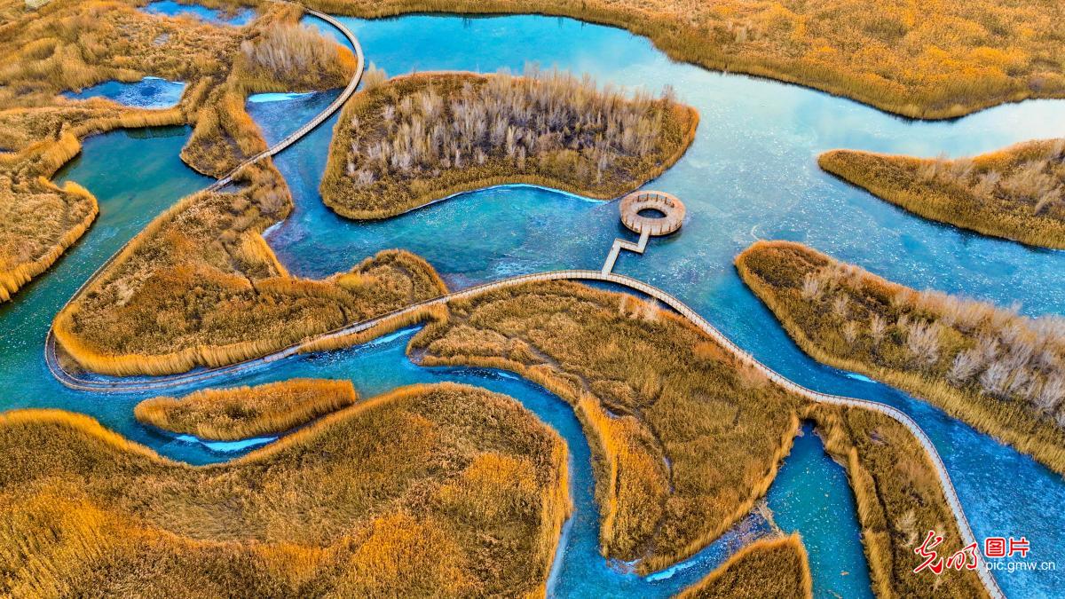 Golden reed flowers grace Zhangye's Heihe wetland