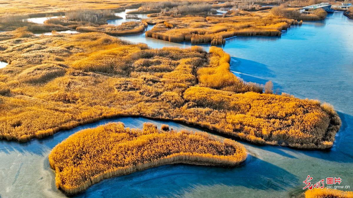 Golden reed flowers grace Zhangye's Heihe wetland