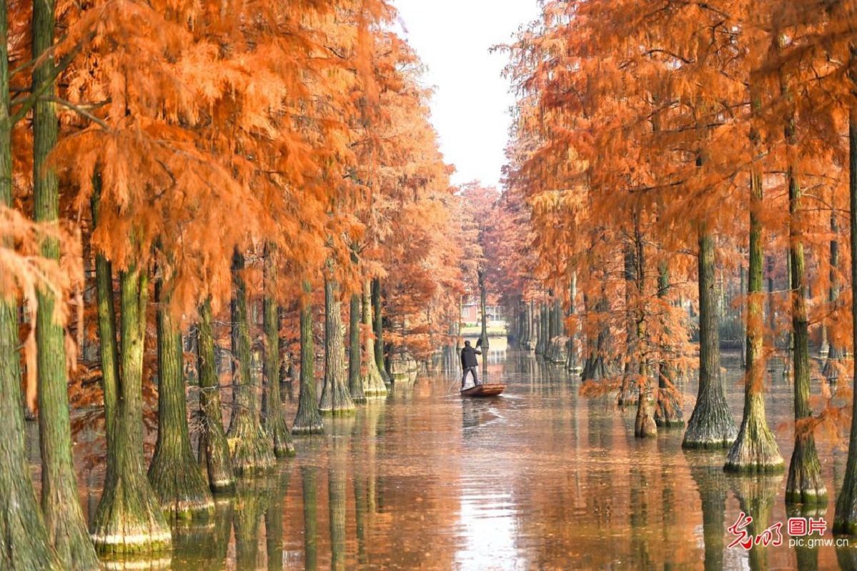 Autumn paints wetland forest red in C China's Wuhan