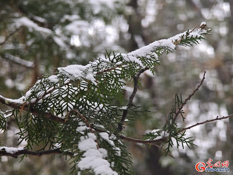 Snowfall brings serene winter beauty to the Temple of Heaven