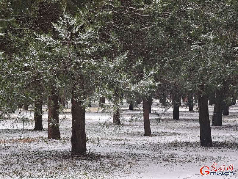 Snowfall brings serene winter beauty to the Temple of Heaven