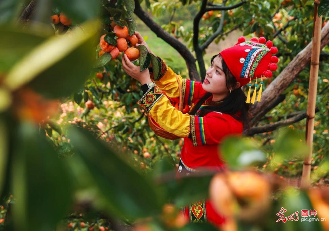 Persimmon harvest season in S China's Guangxi