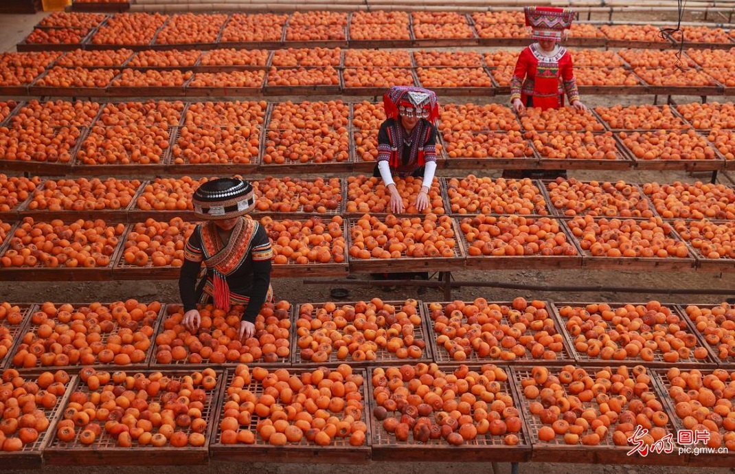 Persimmon harvest season in S China's Guangxi