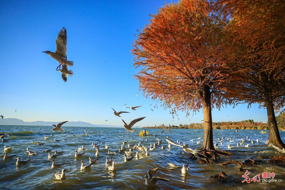 Scenery of Laoyuhe Wetland Park in Kunming, SW China Scenery of Laoyuhe Wetland Park in Kunming, SW China