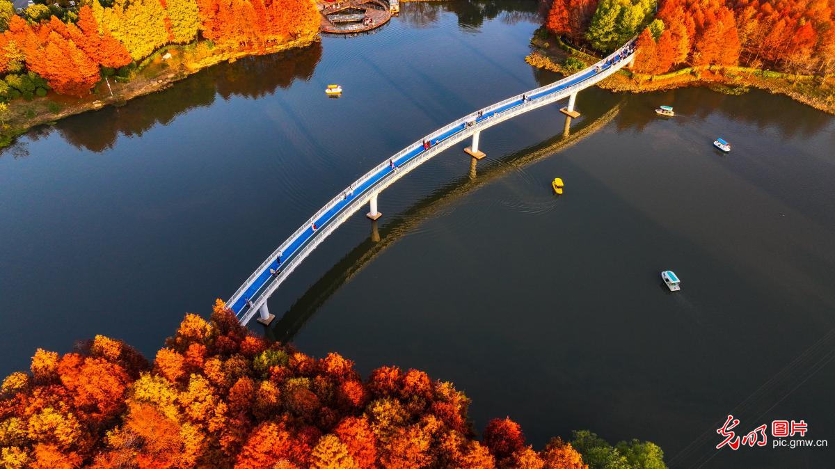 Vibrant autumn foliage in Fuzhou, E China's Jiangxi