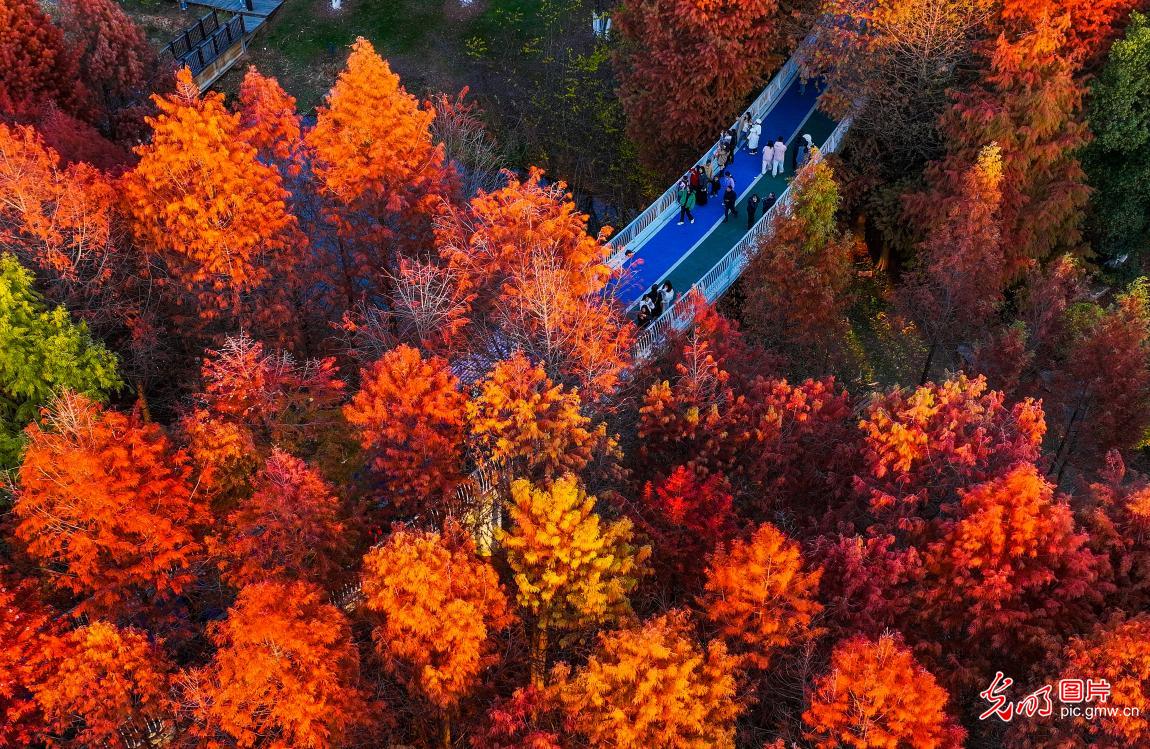 Vibrant autumn foliage in Fuzhou, E China's Jiangxi
