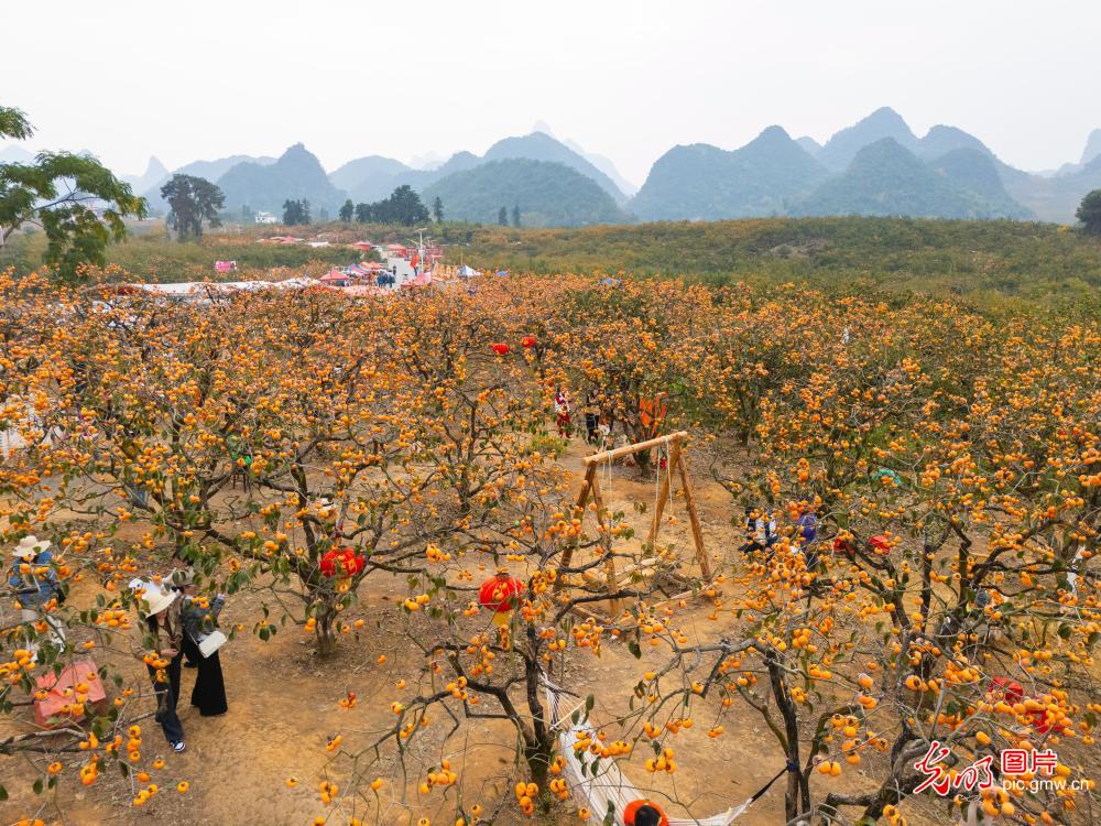 Persimmons brighten winter village in S China 's Guangxi Persimmons brighten winter village in S China 's Guangxi