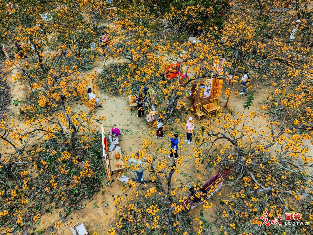 Persimmons brighten winter village in S China 's Guangxi Persimmons brighten winter village in S China 's Guangxi