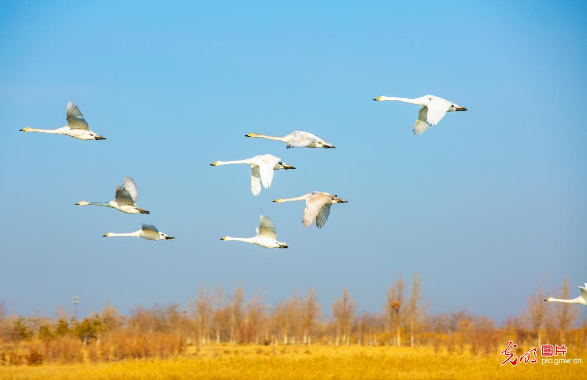 Swans enliven winter wetland in NW China's Gansu