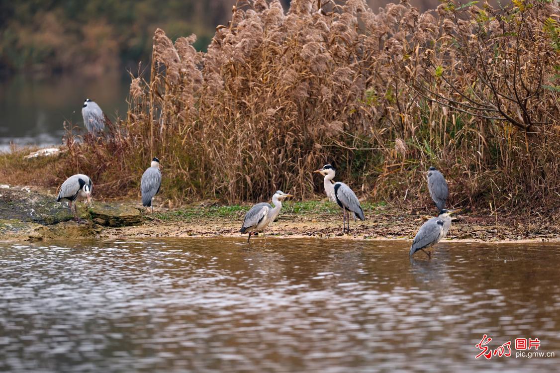 In pics: Egrets in Guanshanhu Park, SW China's Guizhou