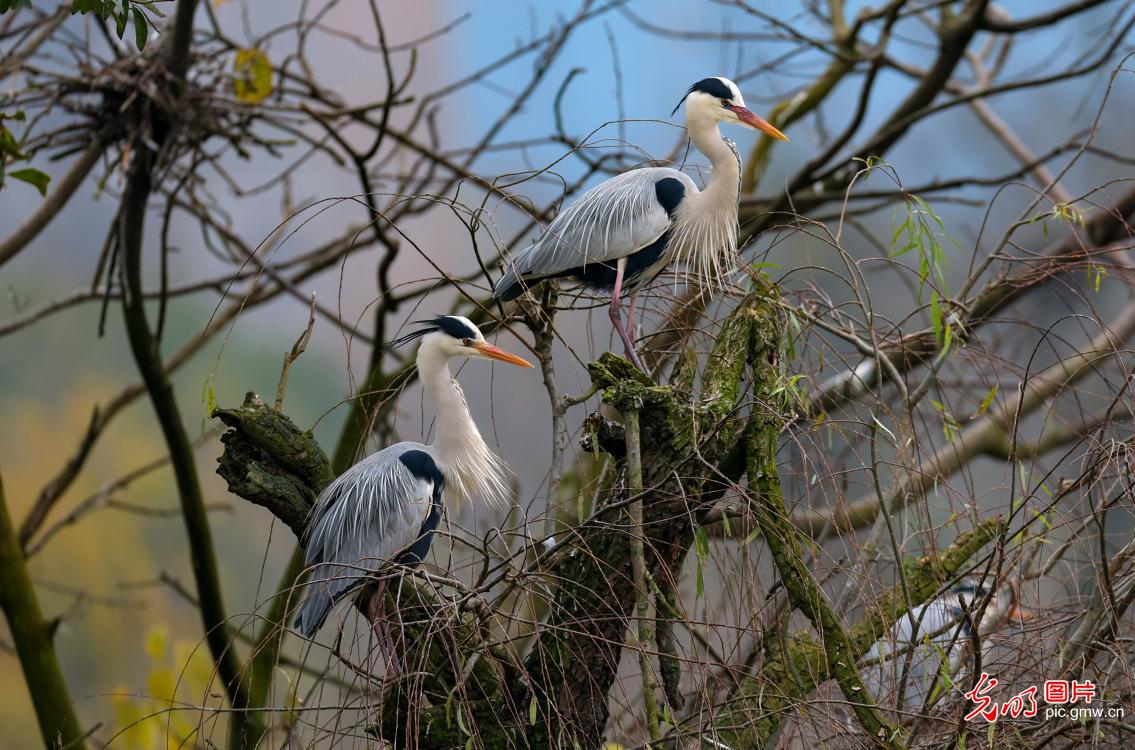 In pics: Egrets in Guanshanhu Park, SW China's Guizhou