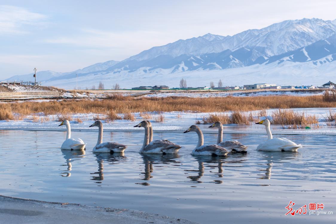 Graceful swans at Gaojiahu Wetland, NW China's Xinjiang