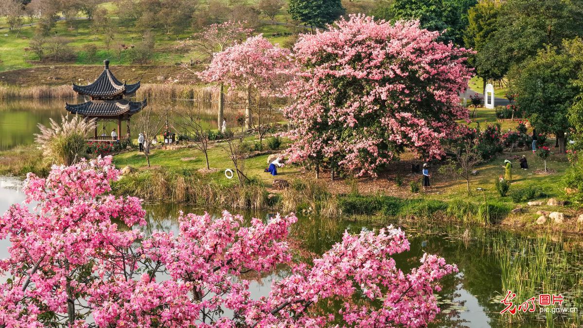 Kapok trees in full bloom at Qingxiu Mountain