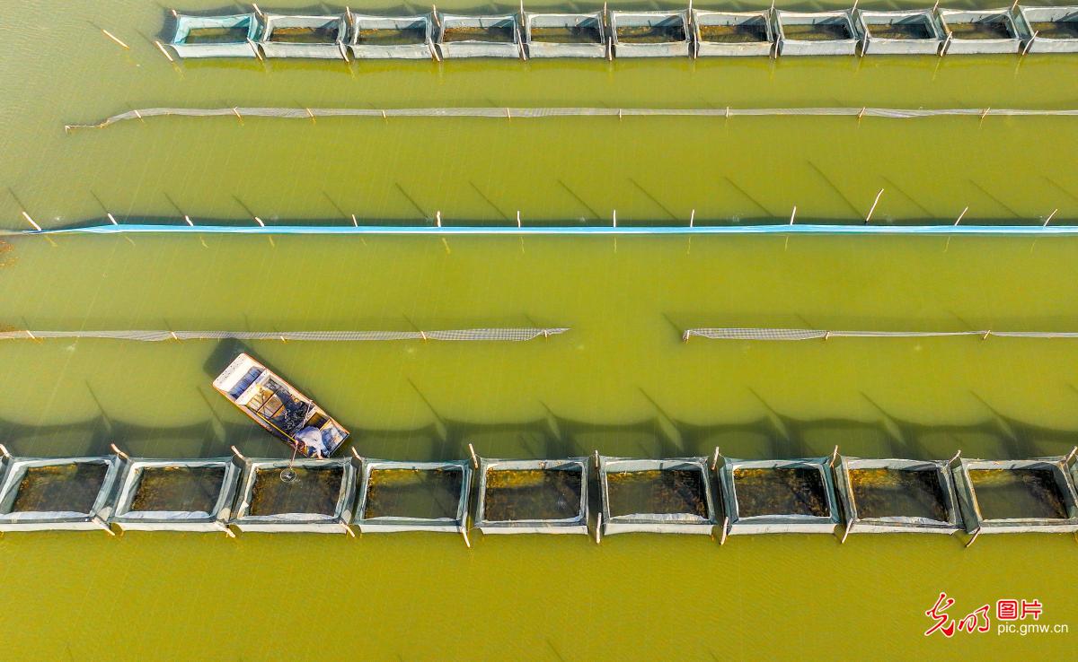 Farmers tend crab ponds in E China's Jiangsu