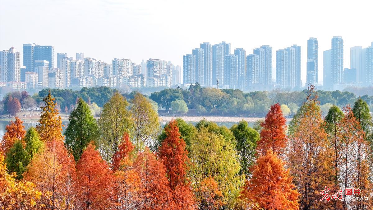 Wetland park bathes in winter colors in E China's Jiangxi