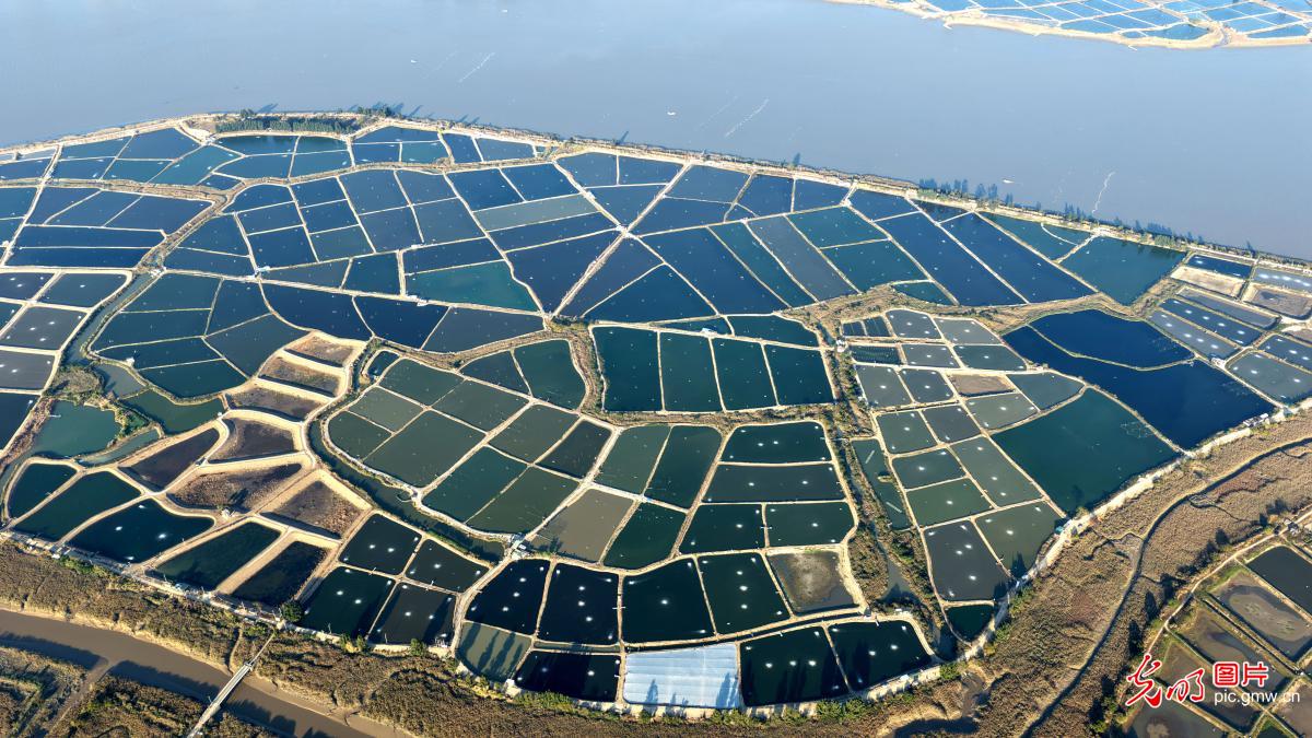 Aerial view of shrimp, crab ponds creating colorful palette in E China's Fujian