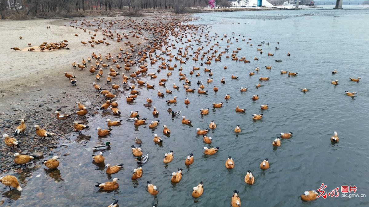 Winter birds&nbsp;migration unfolds across China