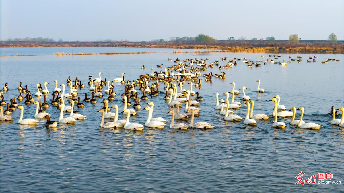 Winter birds&nbsp;migration unfolds across China