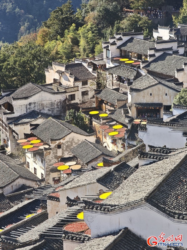 Autumn harvest colors brighten Huangling village