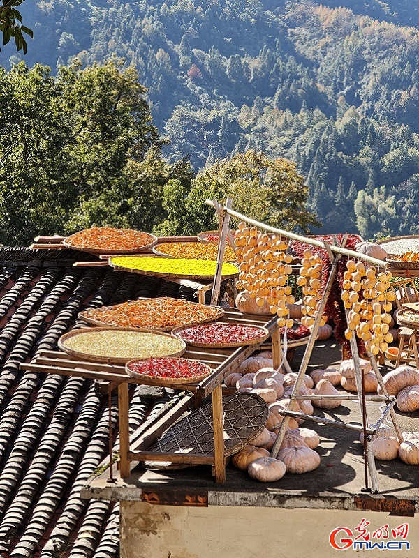 Autumn harvest colors brighten Huangling village