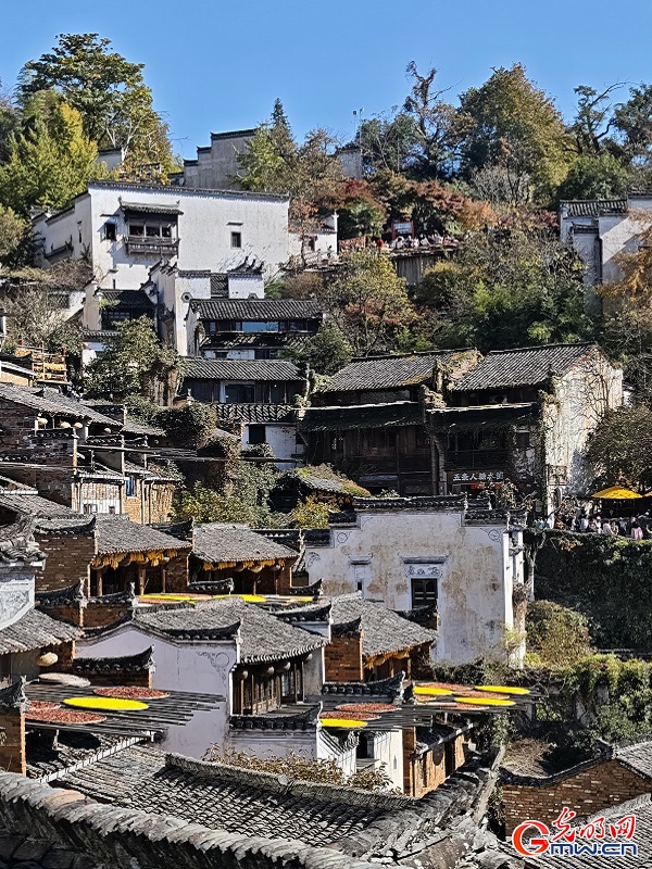 Autumn harvest colors brighten Huangling village