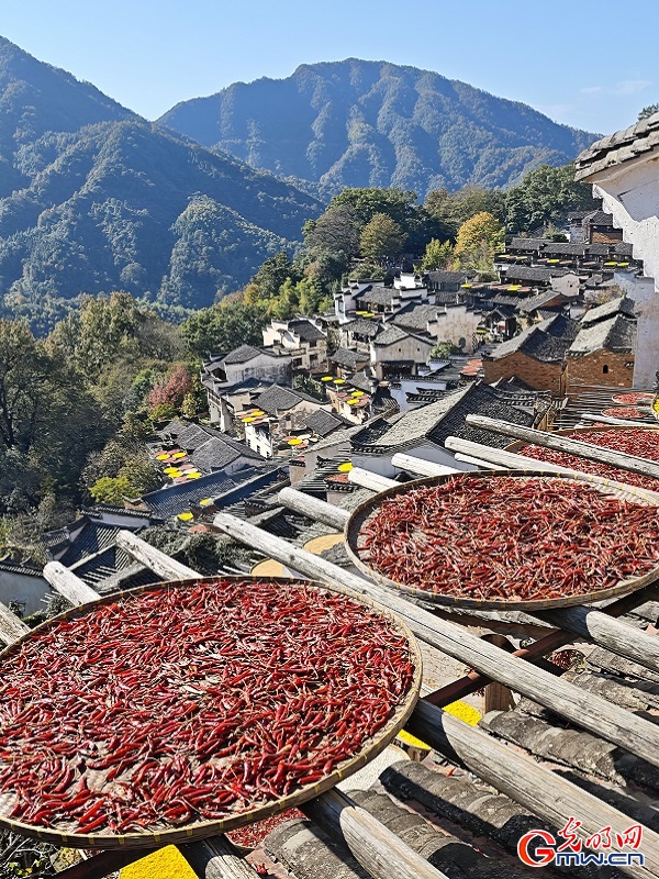Autumn harvest colors brighten Huangling village