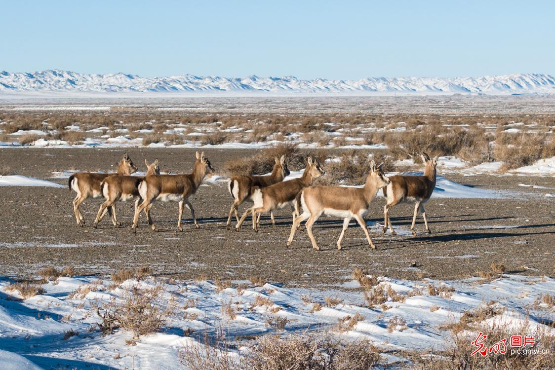 Goitered gazelles forage in the gobi