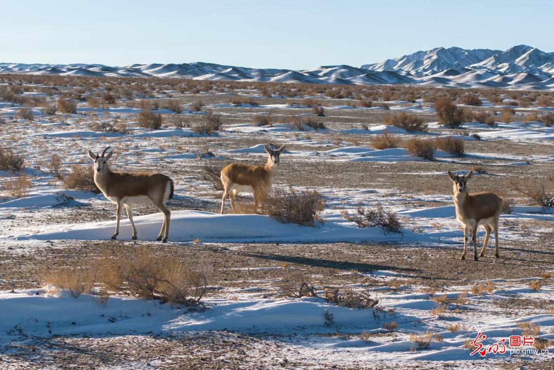 Goitered gazelles forage in the gobi