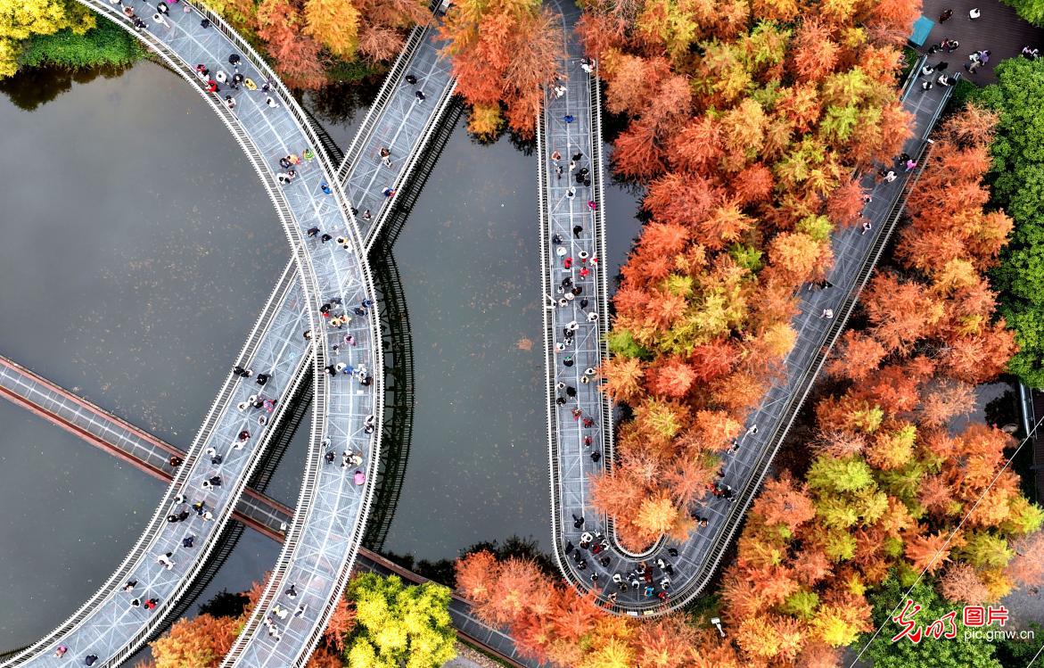 Winter colors light up Meifeng Mountain Park in SE China's Fujian