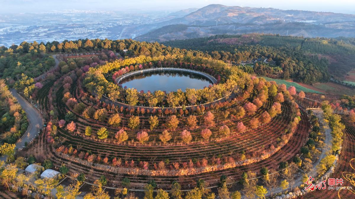 Winter cherry blossoms add splash of color in SW China's Yunnan