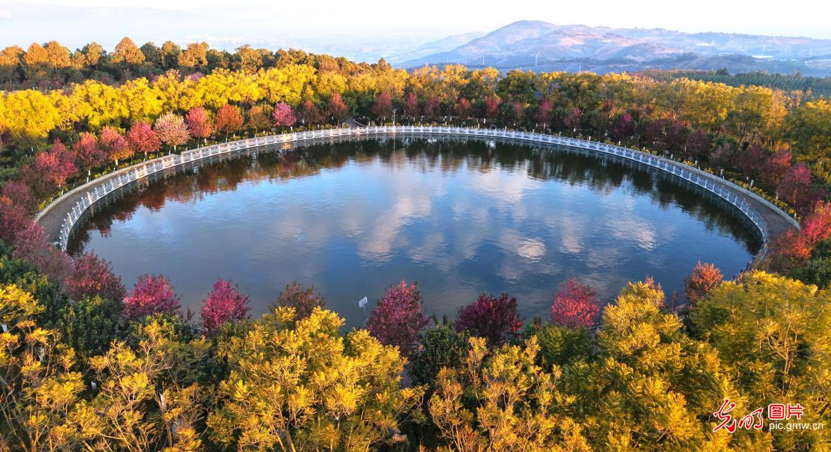 Winter cherry blossoms add splash of color in SW China's Yunnan