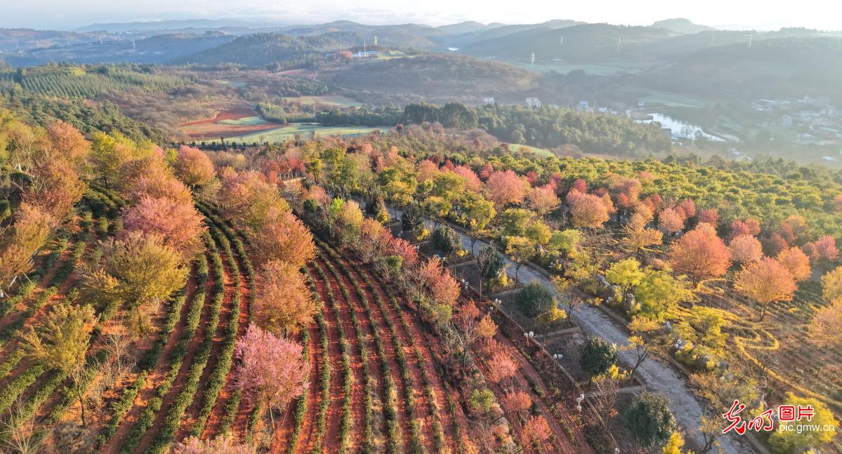 Winter cherry blossoms add splash of color in SW China's Yunnan