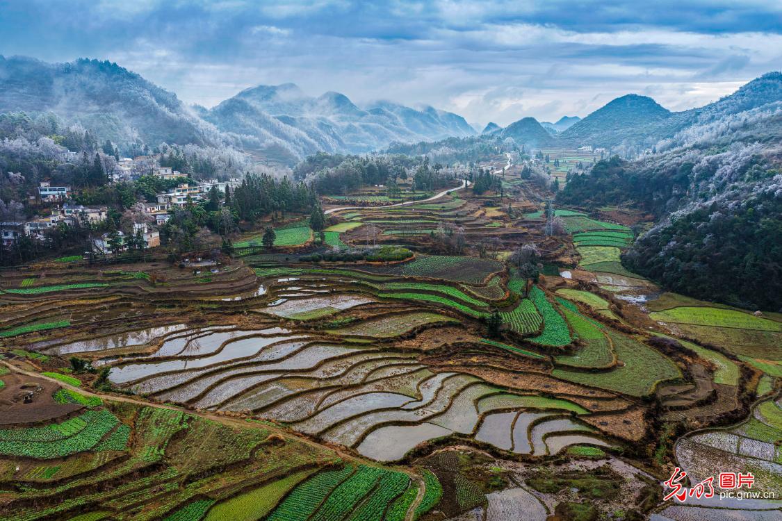 Guizhou's Jinlan Highland Terraces adorned with wrost, resembling blossoming flowers