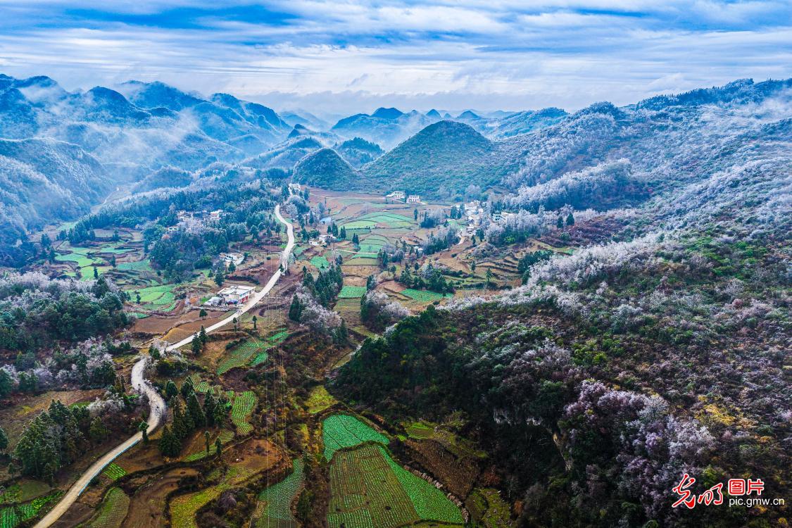 Guizhou's Jinlan Highland Terraces adorned with wrost, resembling blossoming flowers