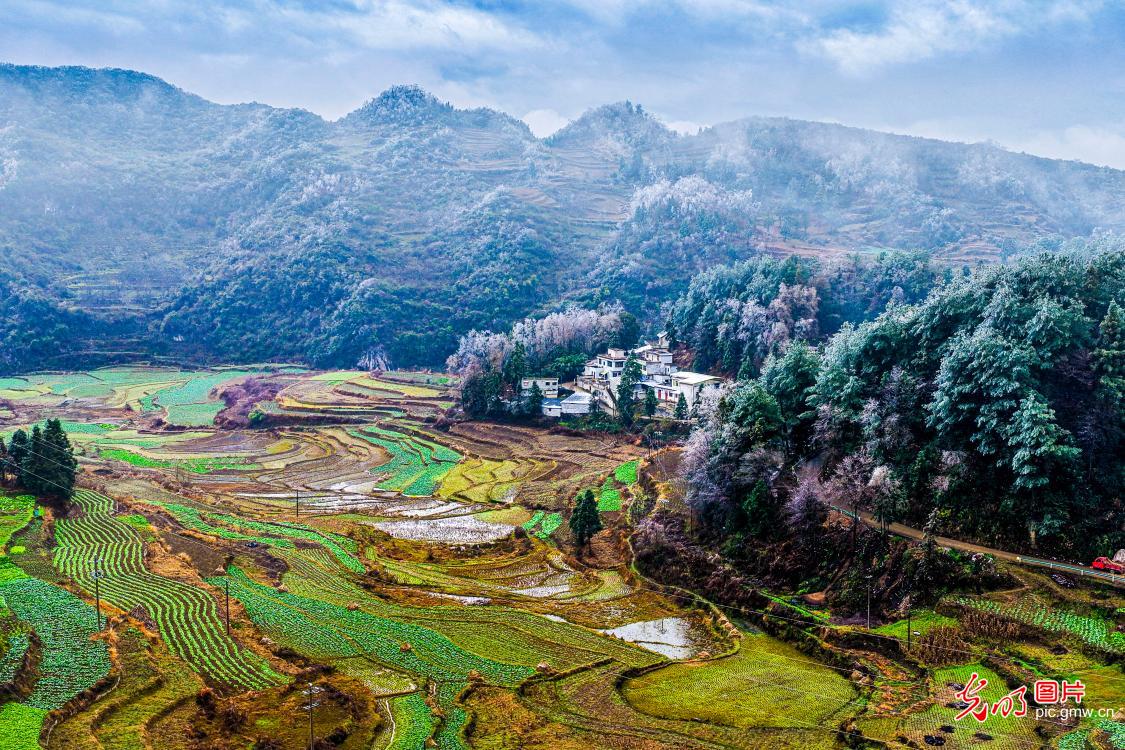 Guizhou's Jinlan Highland Terraces adorned with wrost, resembling blossoming flowers