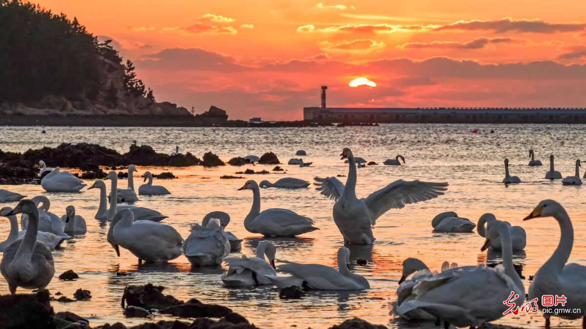 Flocks of swans at sunrise in E China's Shandong