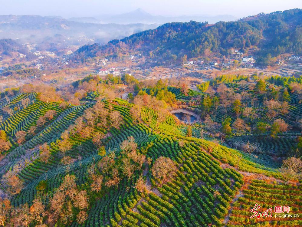 Scenery of tea terraces in E China's Anhui Scenery of tea terraces in E China's Anhui