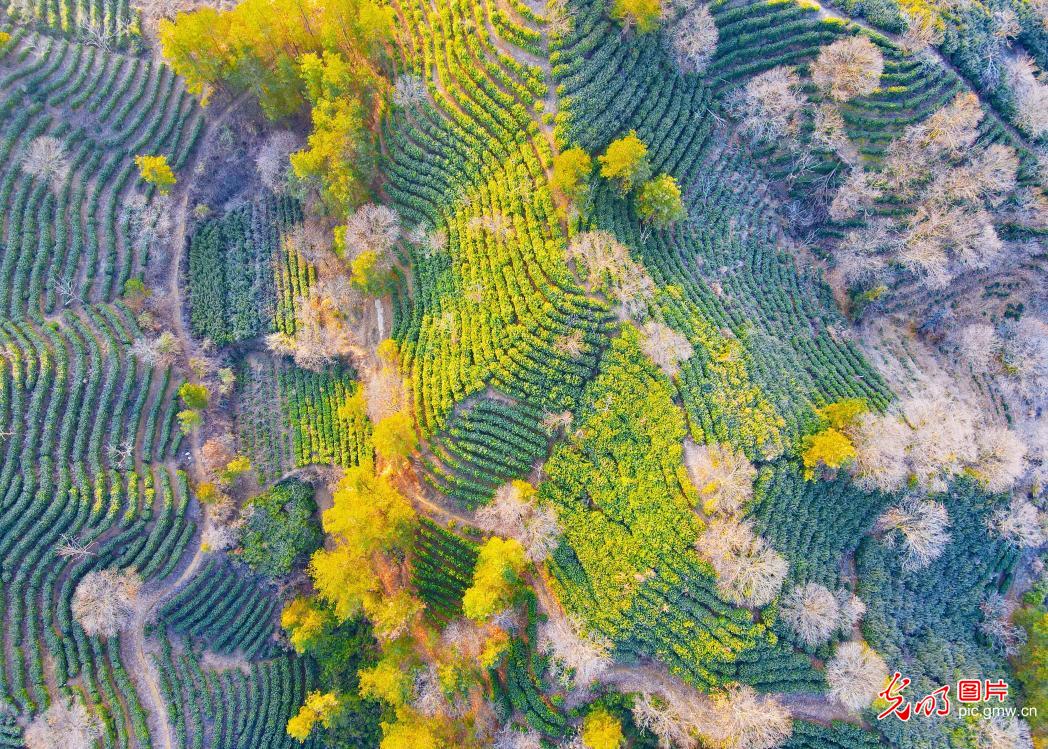 Scenery of tea terraces in E China's Anhui Scenery of tea terraces in E China's Anhui