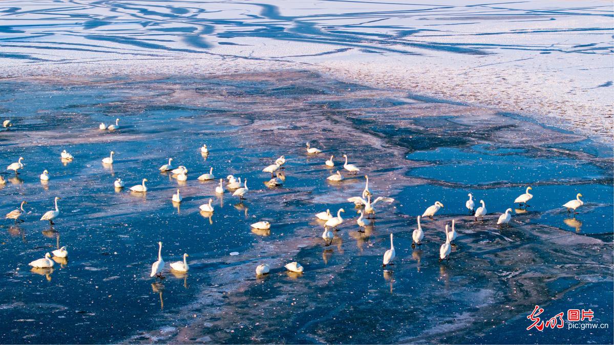 Winter migratory birds bring wetlands to life across China