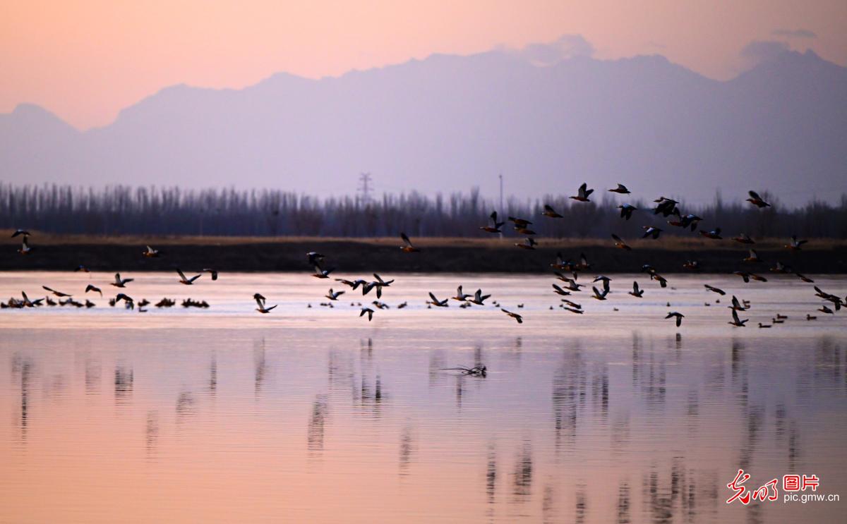 Winter migratory birds bring wetlands to life across China