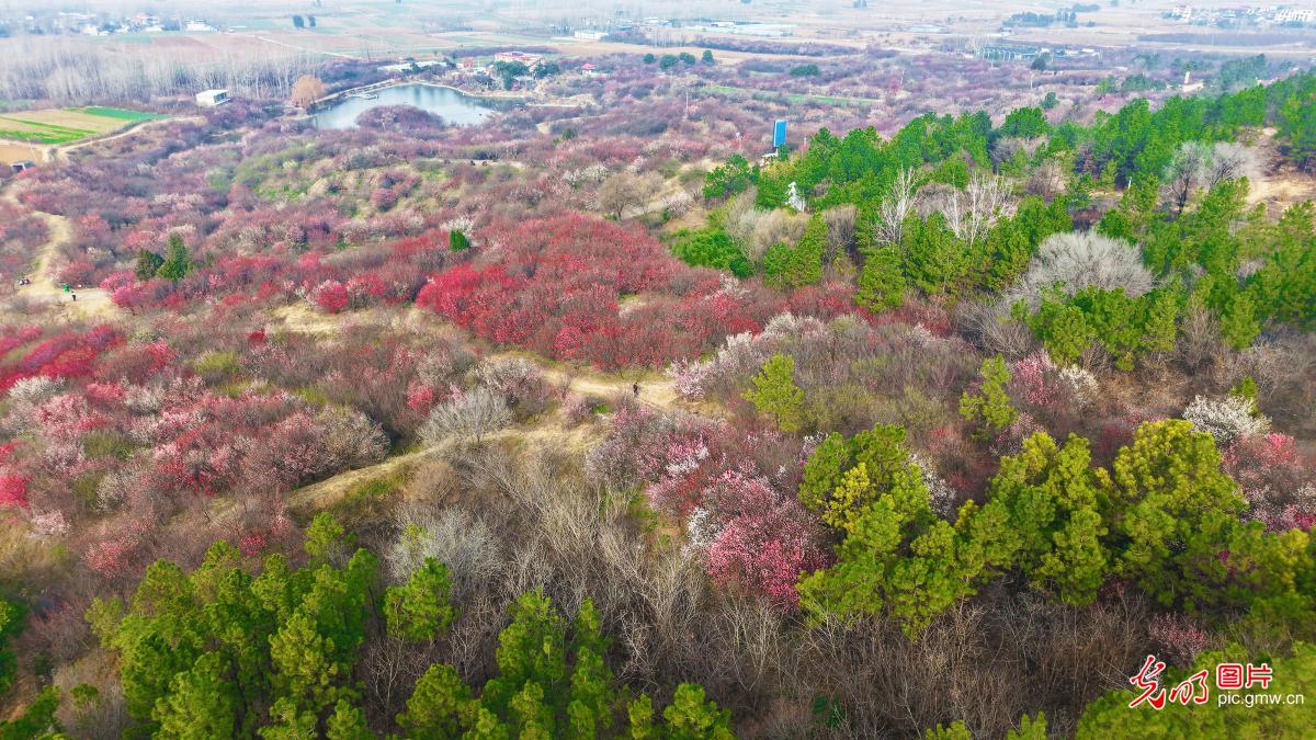 Winter plum blossoms draw crowds to C China's Henan