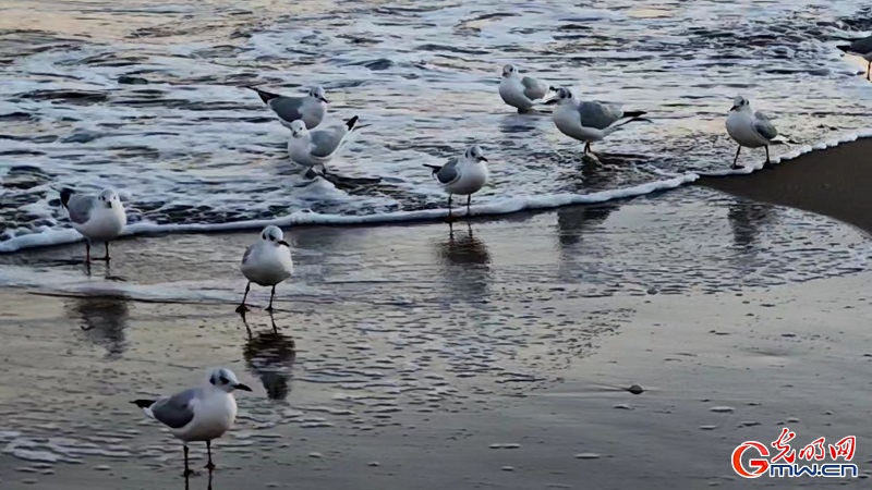 Seagulls grace the winter coast of Anaya