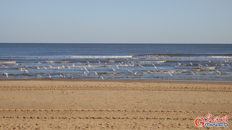 Seagulls grace the winter coast of Anaya