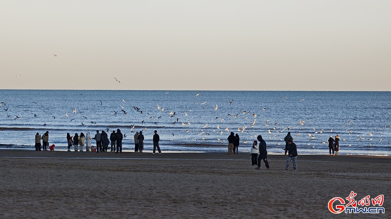 Seagulls grace the winter coast of Anaya