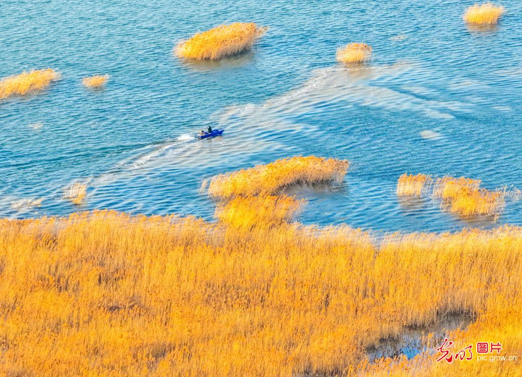 Wetland's winter charm painted in reeds and ripples