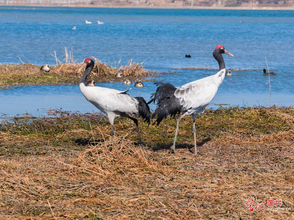 Black-necked cranes grace wetland park in SW China's Guizhou