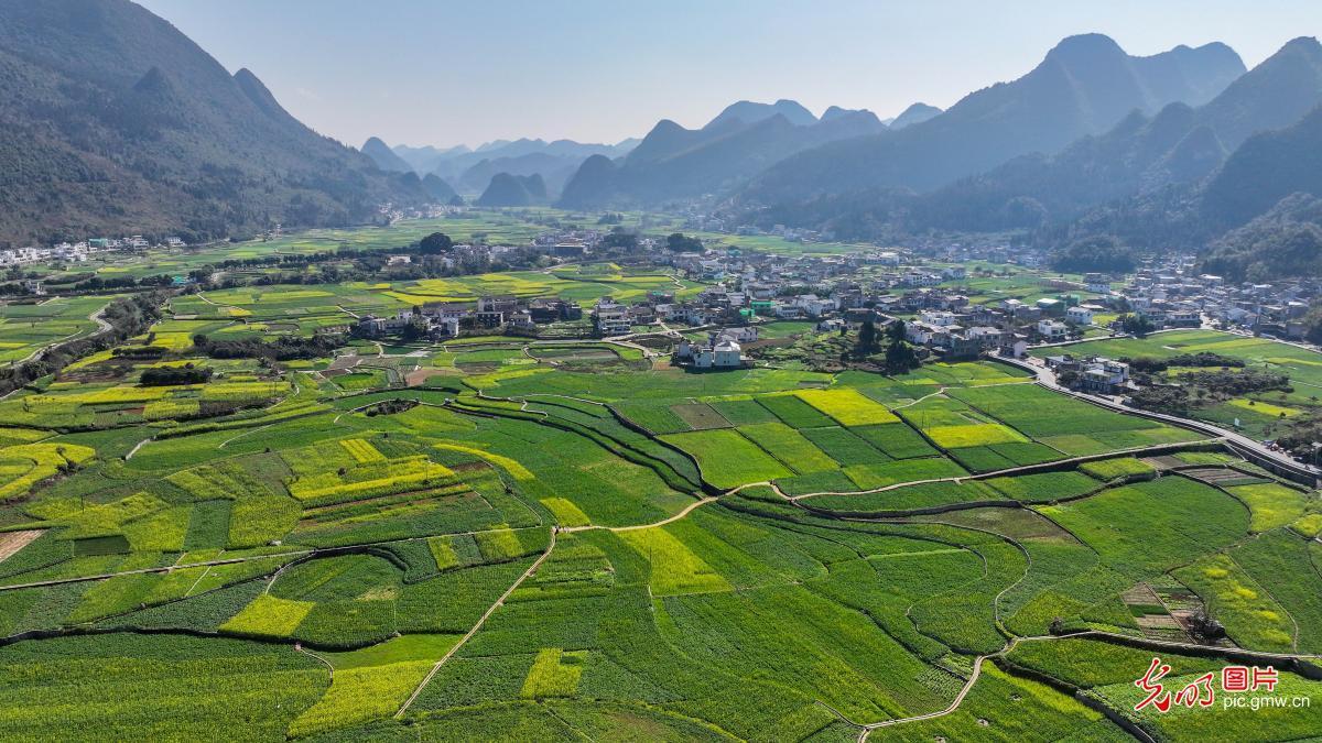 Rural rapeseed blooms in SW China's Guizhou