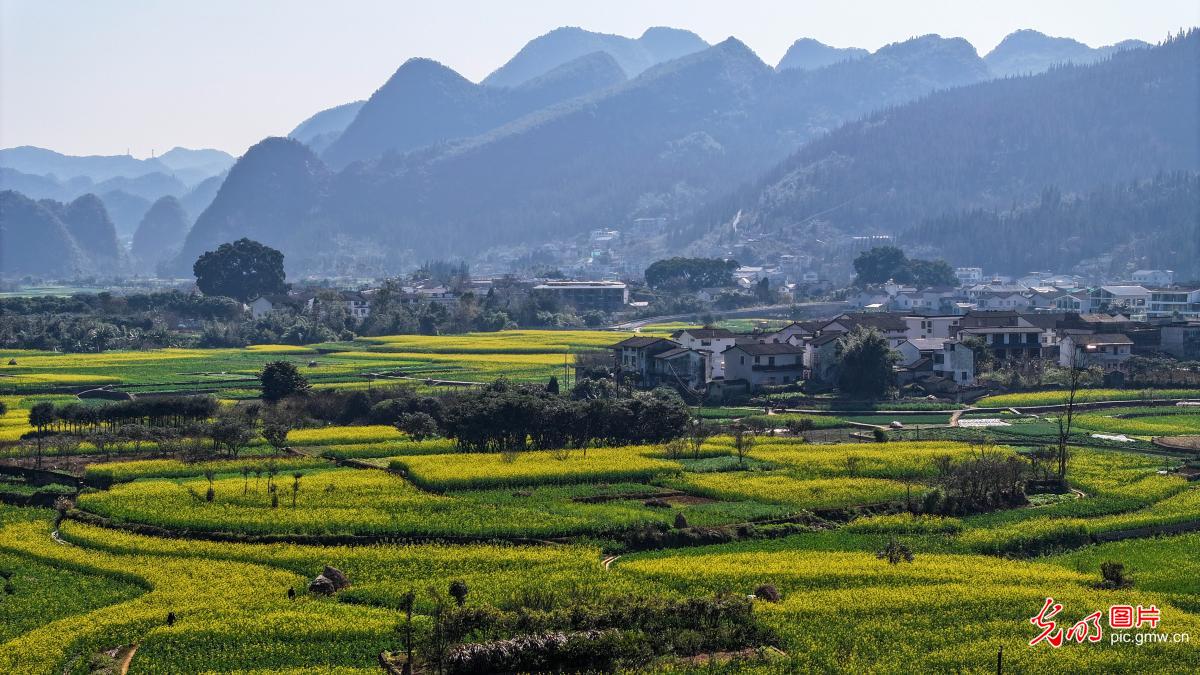 Rural rapeseed blooms in SW China's Guizhou